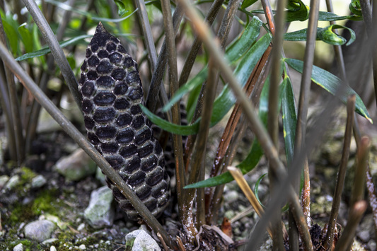 preview Zamia pumila L.